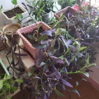 گلدان های گل بنفشه