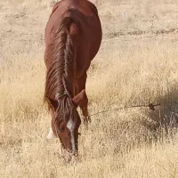 اسب قدبلندجوان|اسب و تجهیزات اسب‌سواری|ارومیه, |دیوار