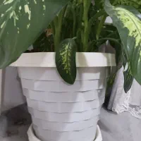 گل دیفن با خیا|گل و گیاه طبیعی|کرمانشاه, |دیوار