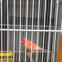 قناری نر رد فاکتور