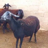 گوسفند