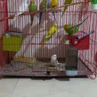 فروش مرغ عشق