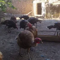 بوقلمون بوربون|حیوانات مزرعه|فاضل آباد, |دیوار