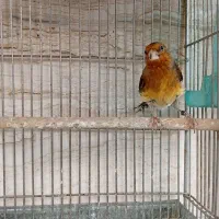 سهره قناری دهن ارسنجونی|پرنده|شیراز, صاحب الزمان|دیوار