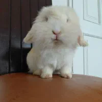 خرگوش های اصیل چشم آبی مولد باردار