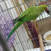 طوطی ملنگو 3 ساله ماده