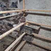 کبوتر گم شده صومعه سرا