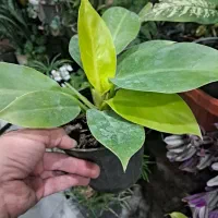 سلام  گل وگیاه  قیمت مناسب