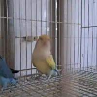 پرنده طوطی کوتوله|پرنده|تربت‌حیدریه, آسایش|دیوار