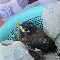 جوجه مینا افغان