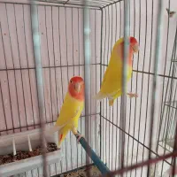 تعدادی خرگوش لپ.. یک جفت کوتوله|موش و خرگوش|رفسنجان, |دیوار