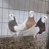 طوقی کرمانشاهی زرد خال سیاه|پرنده|اردکان, |دیوار