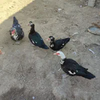 اردکخارجی|حیوانات مزرعه|نیمروز, |دیوار