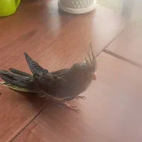 پرنده عروس هلندی