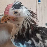 نیمچه مرغ و خروس گلین و بومی لری|حیوانات مزرعه|اصفهان, مارچین|دیوار