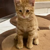 واگذاری گربه تمام نارنجی خوشگل