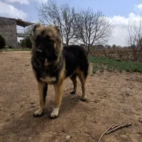 سگگ|سگ|تاکستان, |دیوار