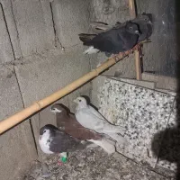رنگی جوانه|پرنده|گرگان, |دیوار