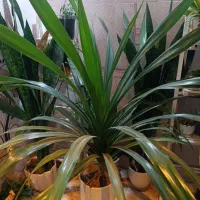 گل آپارتمانی