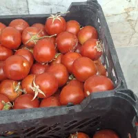 میوه فروشی چهارفصل