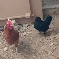 مرغ و خروس رسمی