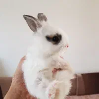 خرگوش بالغ و بزرگ یک عدد رایگان