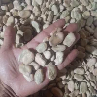 باقلا درجه یک بذری  پخت عالی