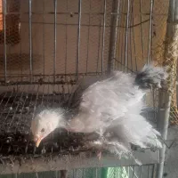 جوجه برهمابرهمالایت یک ماهه