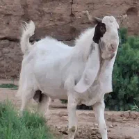 بز گلابی یا پاکستانی|حیوانات مزرعه|تهران, افسریه شمالی|دیوار