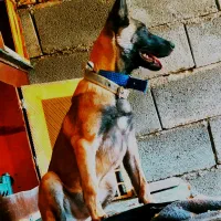 مالینیوز|اشیا|سمیرم, |دیوار