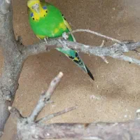 مرغ عشق انگلیسی|پرنده|یزد, |دیوار