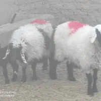 تعدادمیش وچبوش بزغاله ماده قیمت3550|حیوانات مزرعه|گزیک, |دیوار