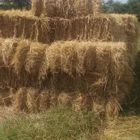 سرچینا یاکاه