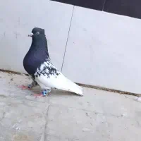 کارگر ساده|استخدام خدمات فروشگاه و رستوران|بندر دیر, |دیوار