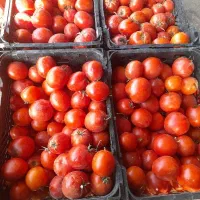 گورجه ربی ابگورجه