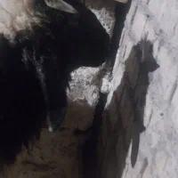 گوسفند هویزه سوسنگرد