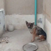 سگ ژرمن اصل ماده اماده جفت کردن معاوضه با بز، مرغ