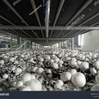 سرمایه گذاری در صنعت پرورش قارچ|استخدام مالی، حسابداری، حقوقی|تهران, چیتگر جنوبی|دیوار