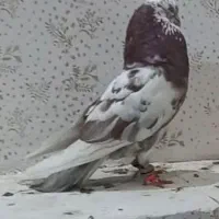 سوسکی سرخ چپ سرخ شامی افغونی طوقی