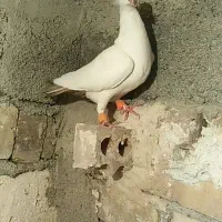 نر دم قهوی