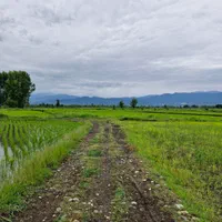 زمین۲۸۰۰متر مناسب برای کاشت کیوی تالش خلیفه کری|فروش زمین و ملک کلنگی|تالش, هشتپر|دیوار