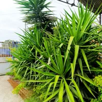 فروش گل و نهال و خاک قیمت مناسب به علت جابجایی