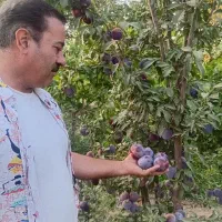 فروش نهال میوه و خشکبار لیبل‌دار|خدمات باغبانی و درختکاری|شیراز, باغ تخت|دیوار