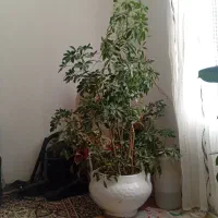 گل‌طبیعی|گل و گیاه طبیعی|نیشابور, مازول|دیوار