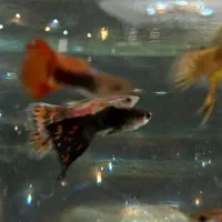 نژادهای ماهی گوپی