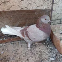 کفتر|پرنده|سیرجان, |دیوار