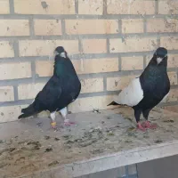 کبوترسینه سیاه نر
