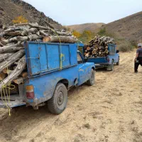 خرید چوب خرید درخت|خدمات باغبانی و درختکاری|سنندج, |دیوار