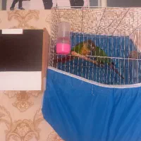 یه جفت گرینچک نر و ماده
