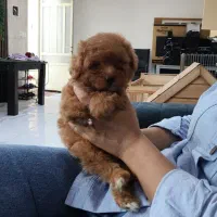 توله توی پودل رنگ دارک رد